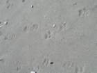 lostcoast277_small.jpg