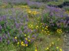 lostcoast288_small.jpg
