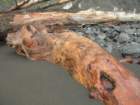 lostcoast354_small.jpg