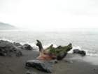 lostcoast357_small.jpg