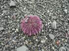 lostcoast381_small.jpg
