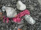 lostcoast382_small.jpg