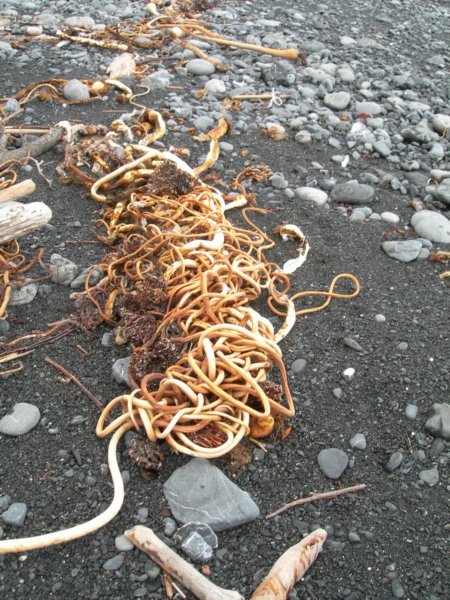 lostcoast384.jpg