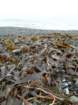 lostcoast394_small.jpg