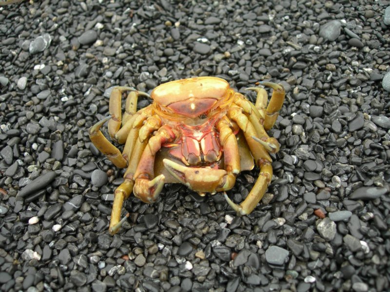 lostcoast401.jpg