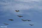 pelicans_small.jpg
