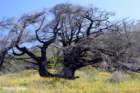 tree_small.jpg