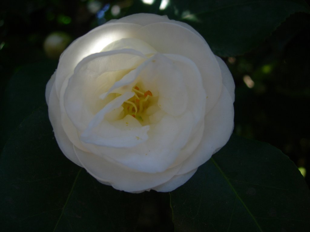 pasadena005.jpg