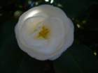 pasadena005_small.jpg