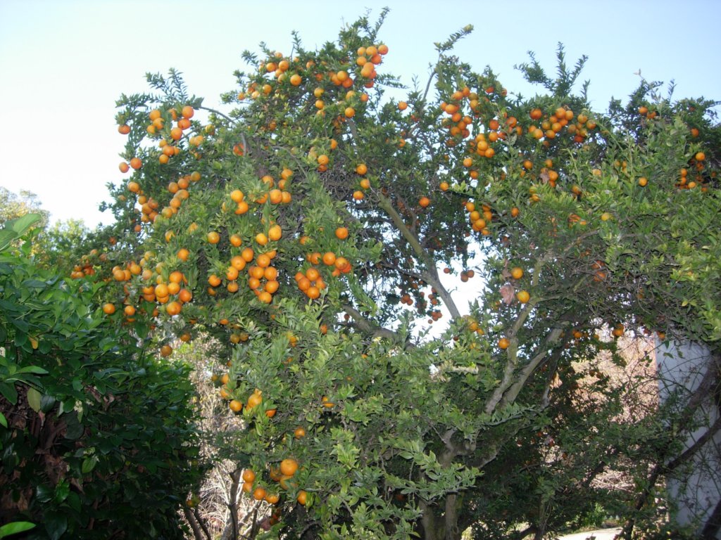 pasadena015.jpg
