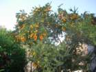 pasadena015_small.jpg
