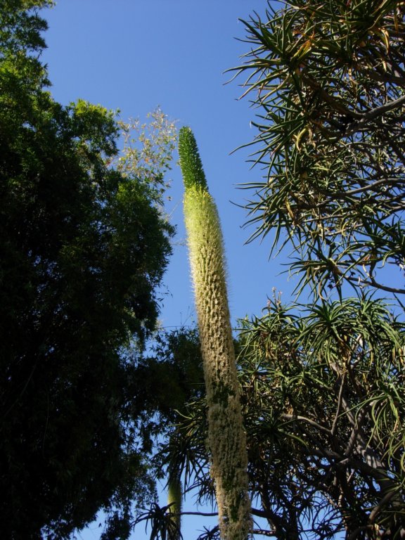 pasadena024.jpg