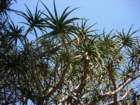 pasadena025_small.jpg