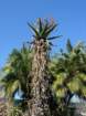 pasadena028_small.jpg
