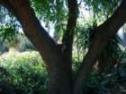 pasadena037_small.jpg