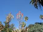 pasadena039_small.jpg
