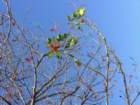 pasadena047_small.jpg
