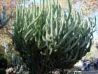 pasadena055_small.jpg