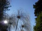 pasadena068_small.jpg