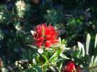 pasadena075_small.jpg