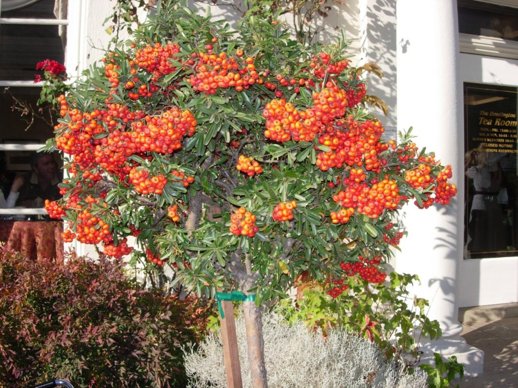 pasadena099.jpg