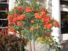 pasadena099_small.jpg