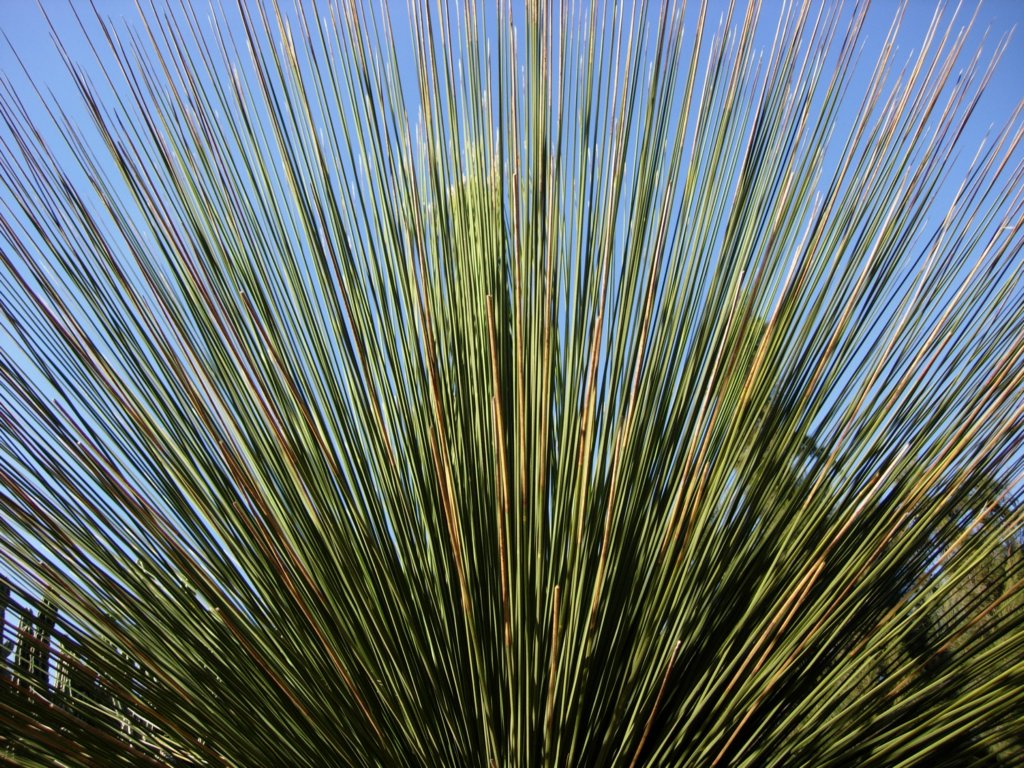 pasadena123.jpg
