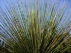 pasadena123_small.jpg