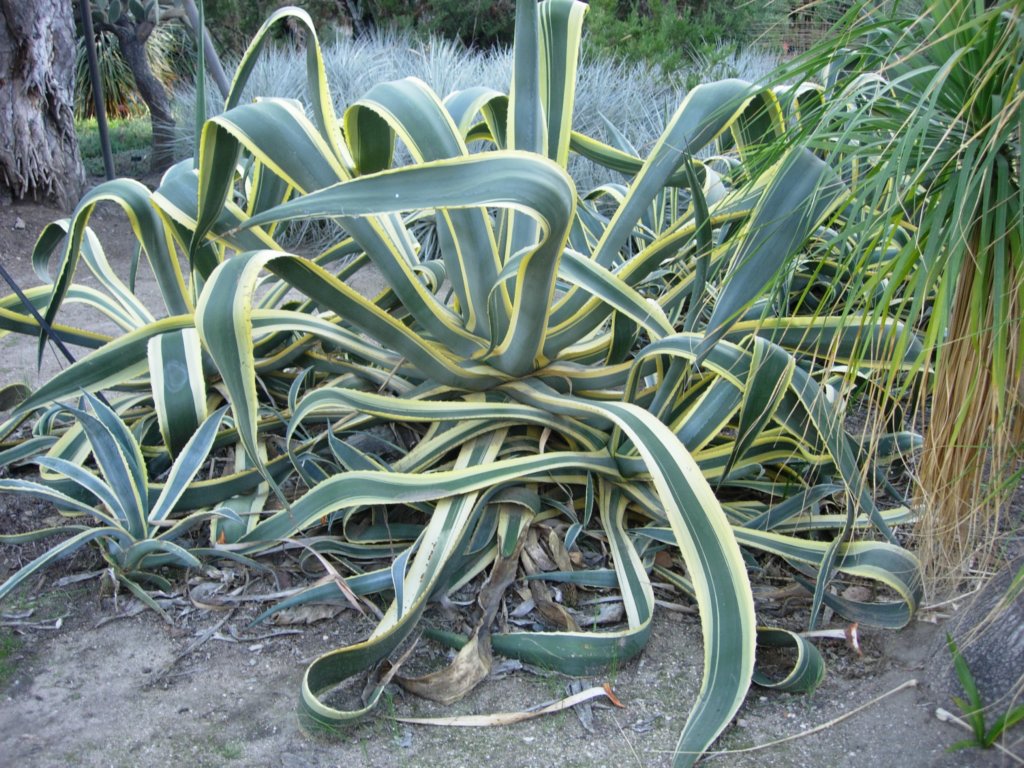 pasadena131.jpg