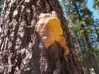 yosemiteloop007_small.jpg