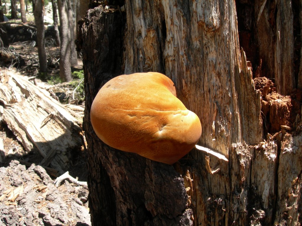 yosemiteloop084.jpg
