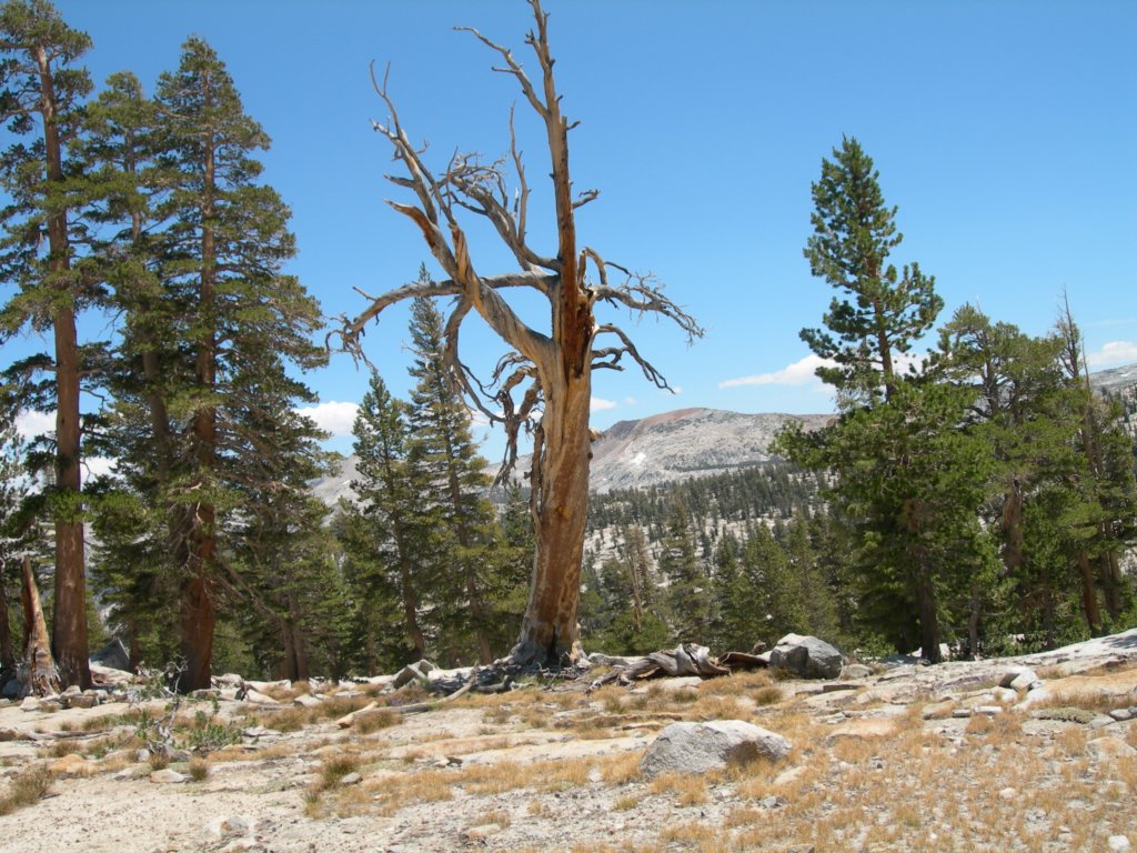 yosemiteloop250.jpg