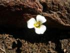 yosemiteloop417_small.jpg