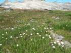 isbergpass137_small.jpg