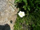 isbergpass205_small.jpg