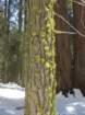 pearlake288_small.jpg