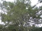 wildcatcamp071_small.jpg