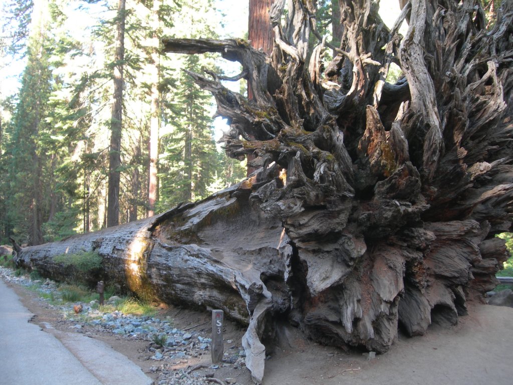 ca_trip07172.jpg