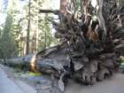 ca_trip07172_small.jpg