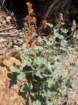 ca_trip07323_small.jpg