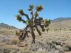 ca_trip07329_small.jpg