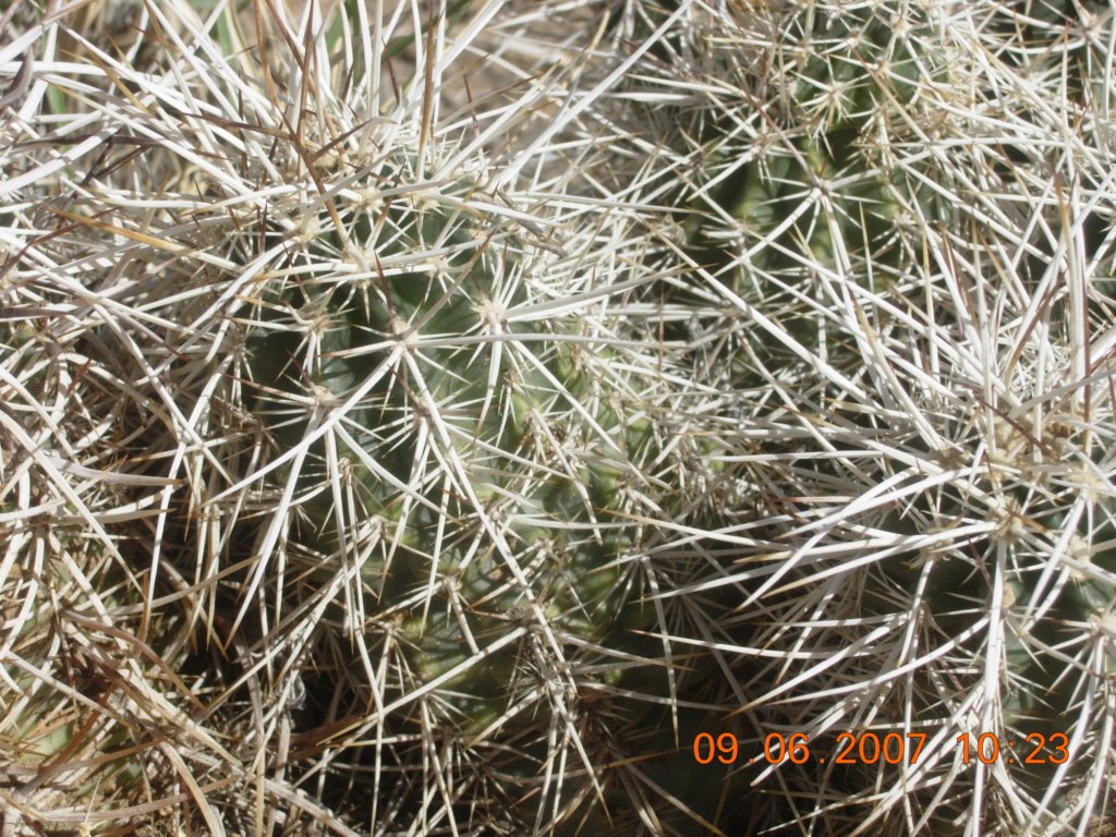 ca_trip2007371.jpg
