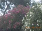 ca_trip2007523_small.jpg