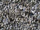 pointarena041_small.jpg