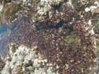 pointarena060_small.jpg