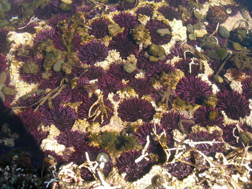 pointarena064.jpg