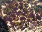 pointarena064_small.jpg