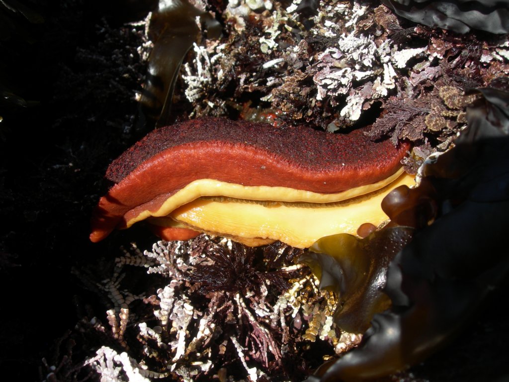 pointarena076.jpg
