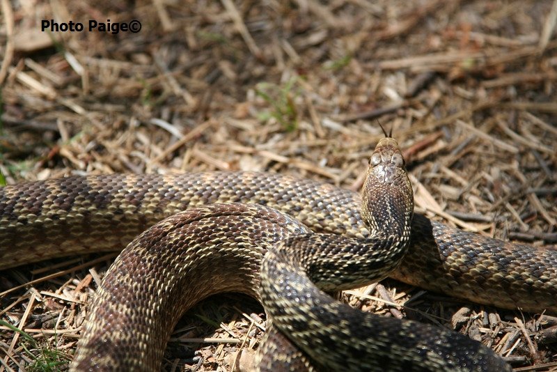 snake.jpg