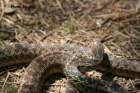 snake_small.jpg
